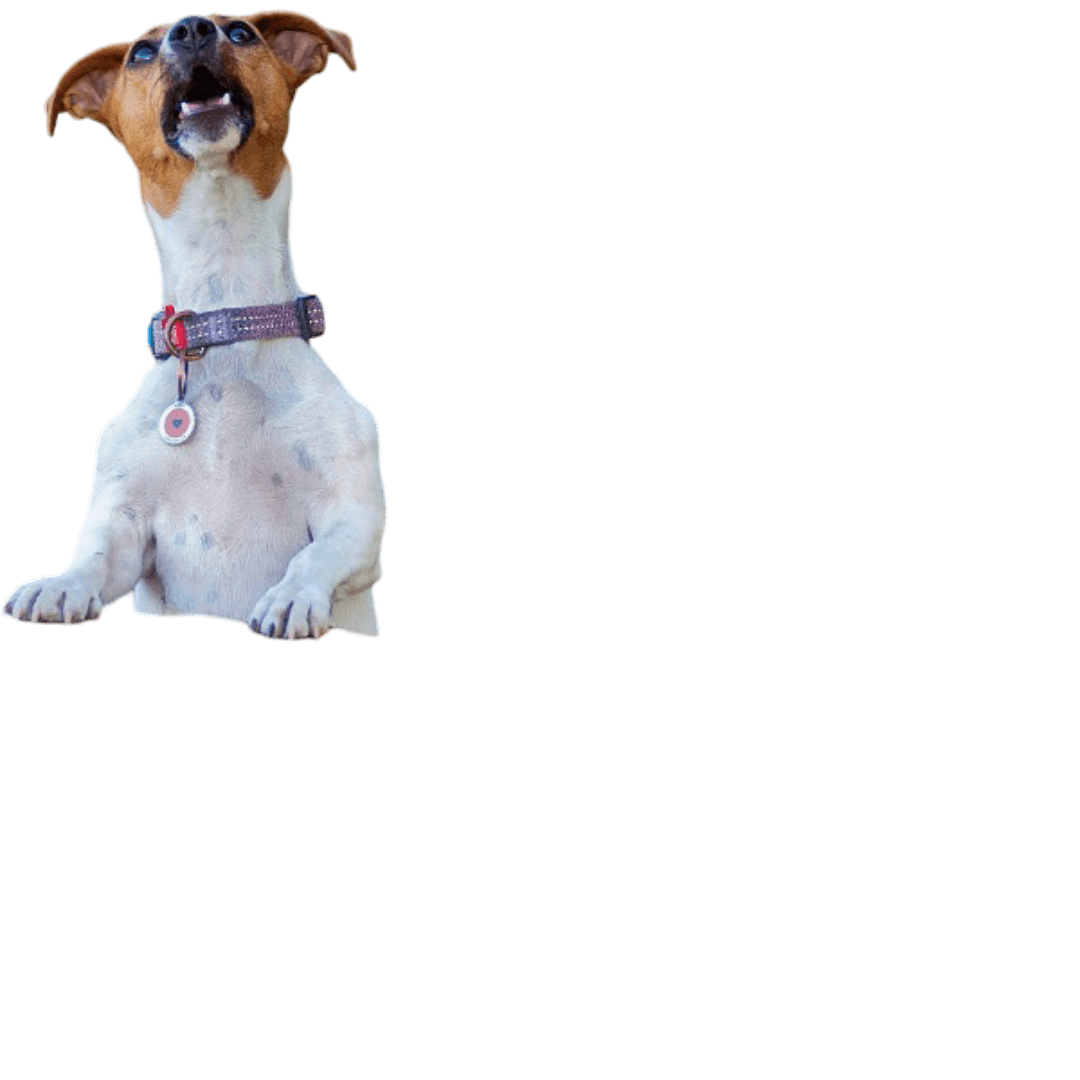 a dog looking up footer