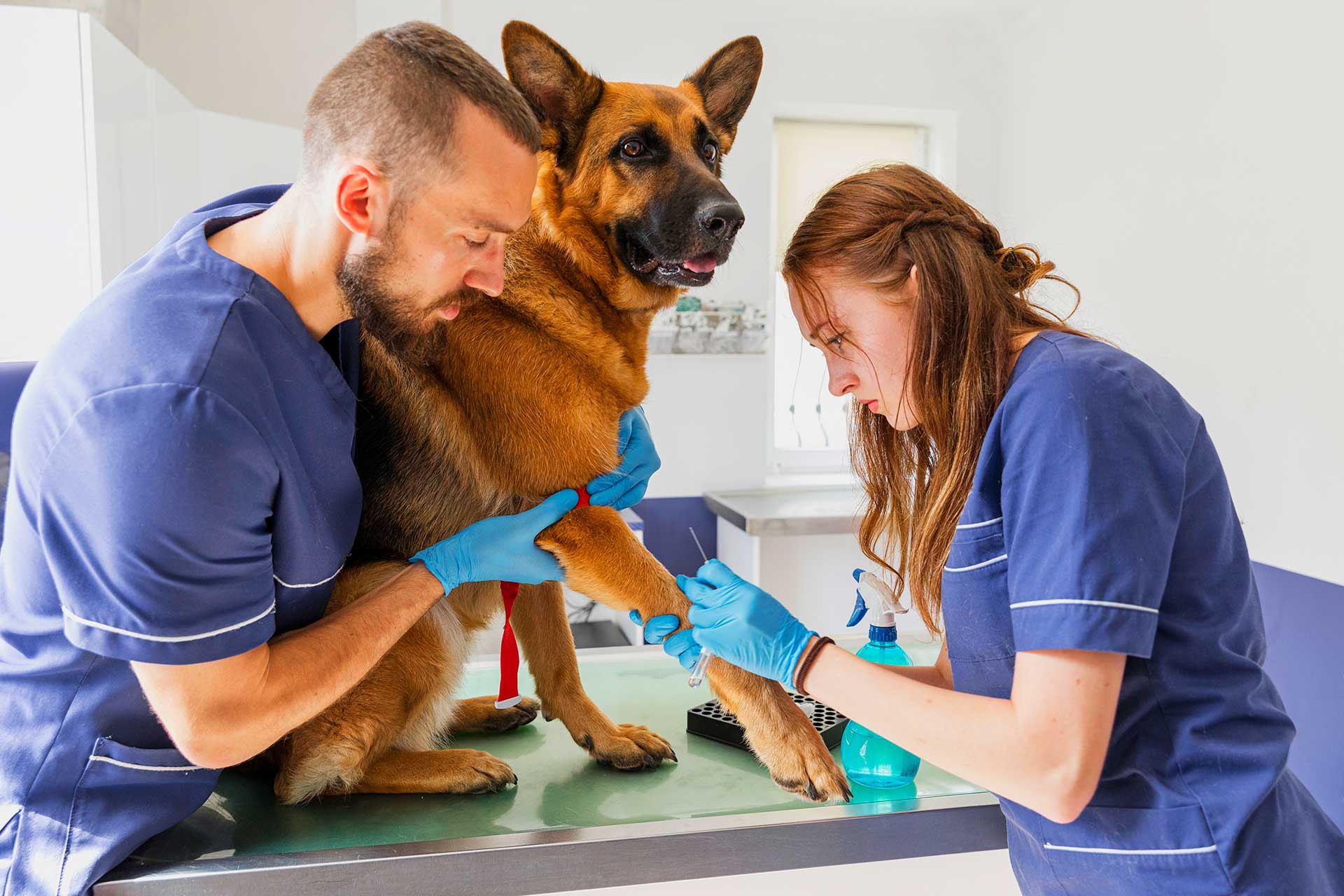 dog at the vet