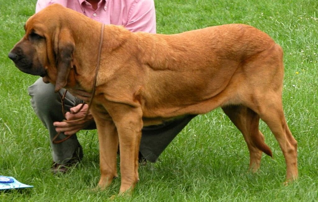 guide to bloodhound