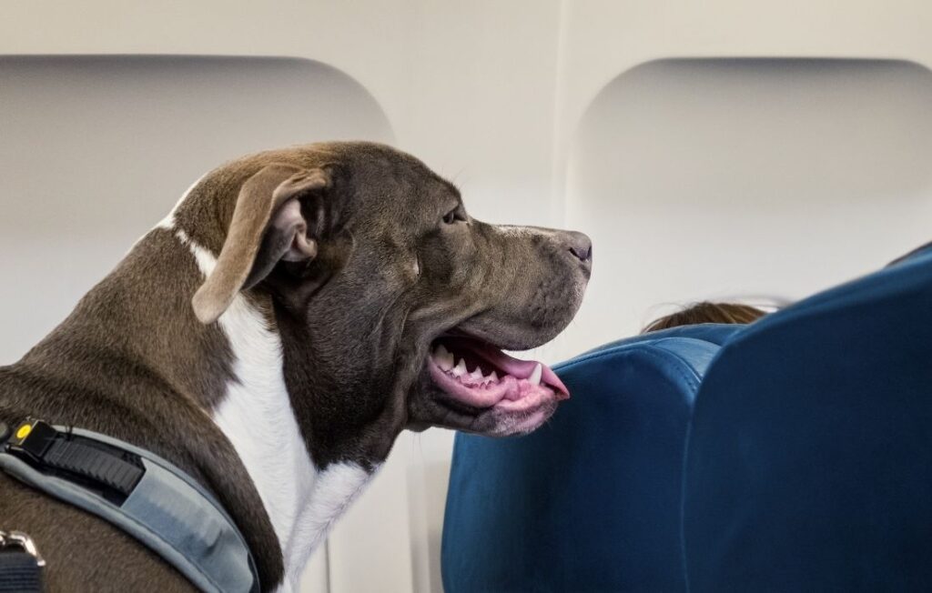 Dog Traveling on Airplane