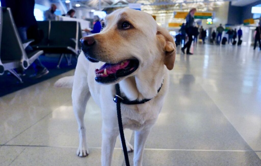 Labrador Retriever at the Airport
