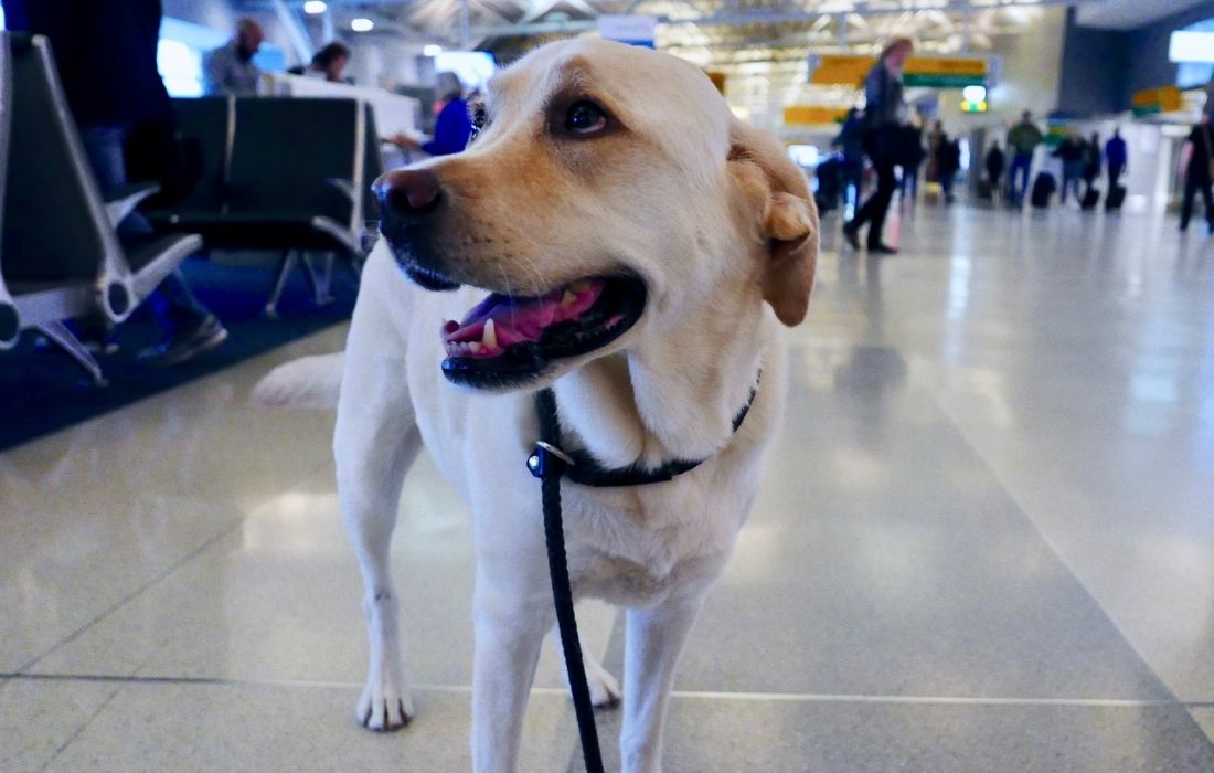 Labrador Retriever at the Airport