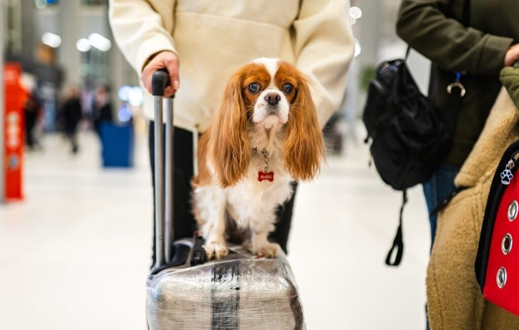 Photo of cute dog sitting on suitcase at airport
