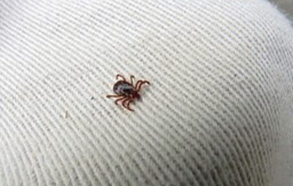 american dog tick