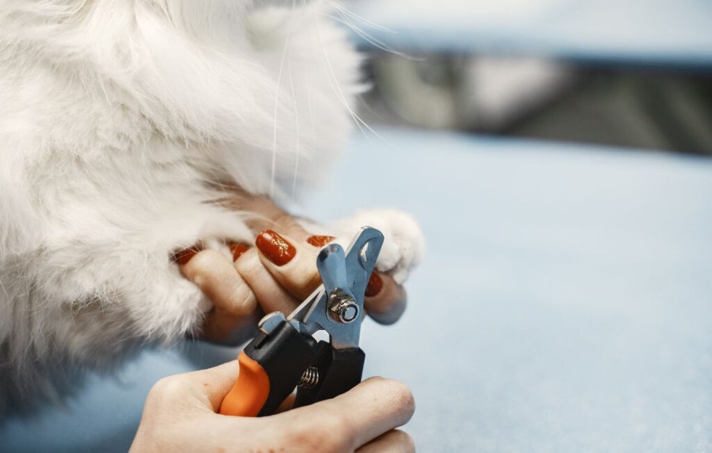 dog nail clippers
