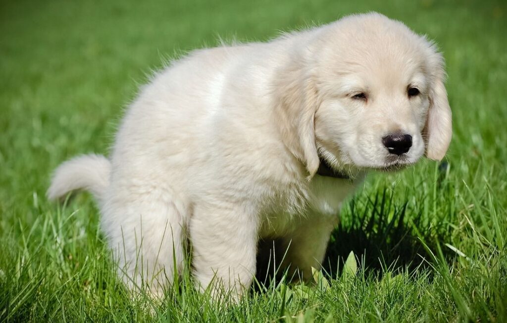 Potty training for puppy