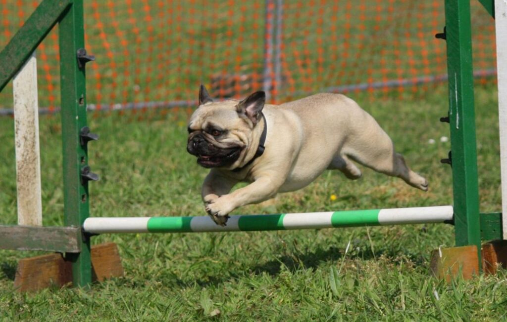dog jumping bar