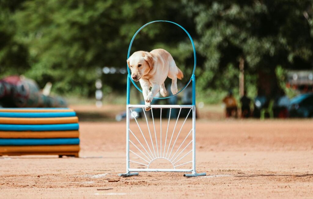 dog jumping through hoop