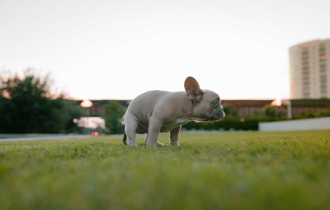 dog potty training
