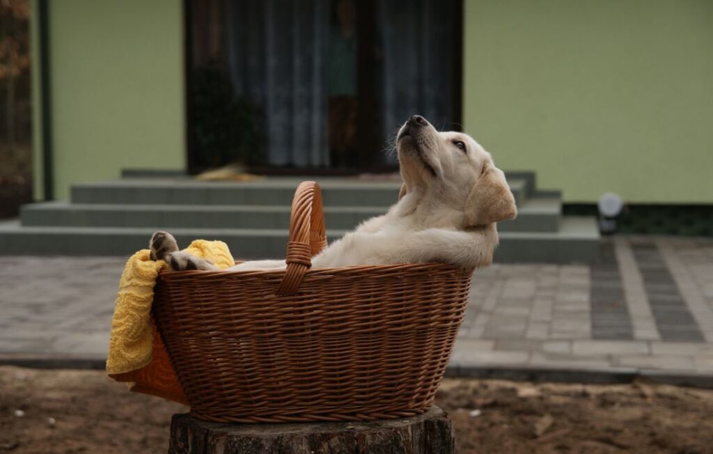 dog relaxing in basket