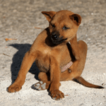 dog scratching his neck