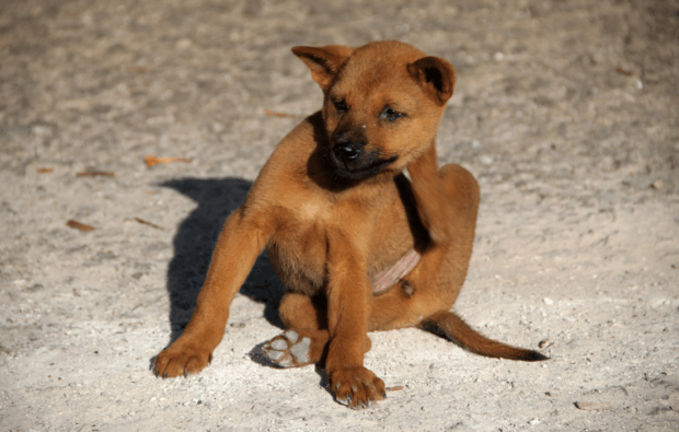 dog scratching his neck