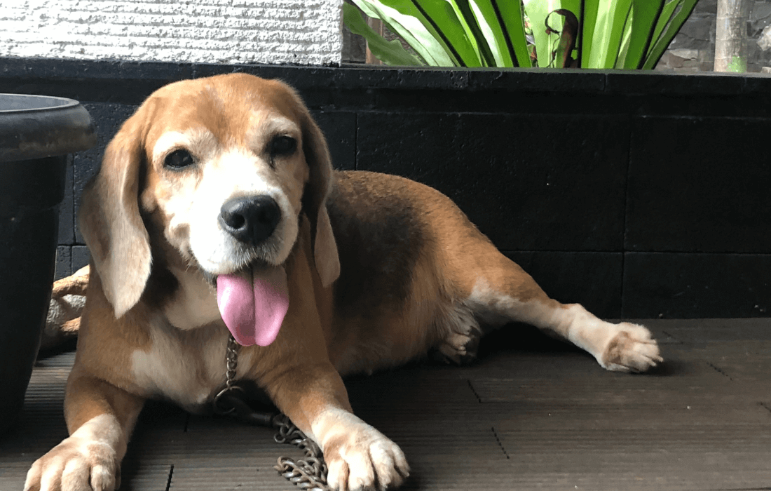 dog sitting on floor