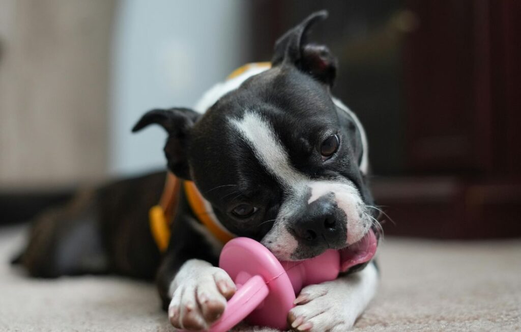 puppy toys chewing