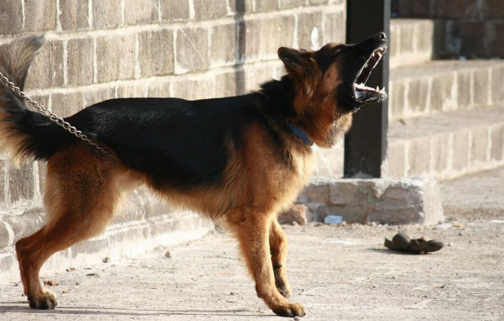 reactive dog