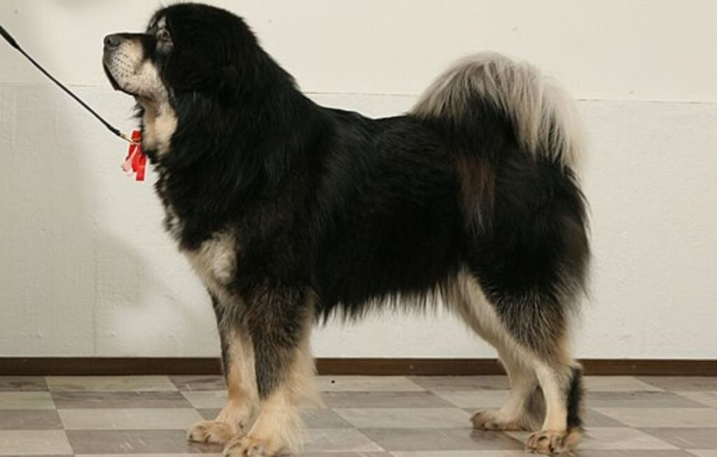 tibetan mastiff female