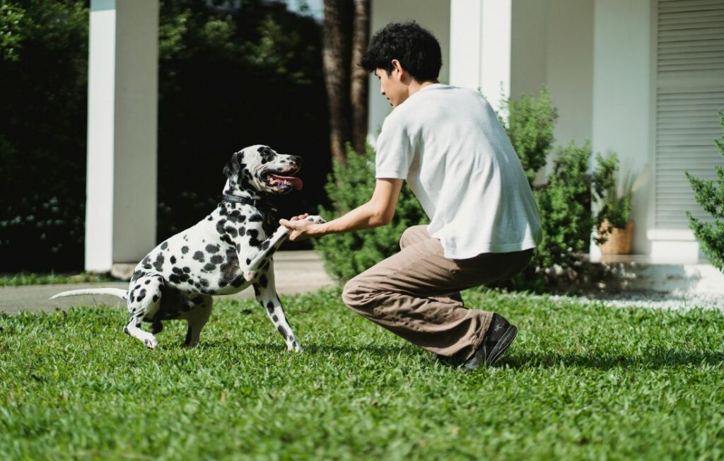boy training dog off-leash
