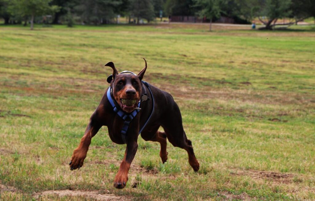 doberman pischner training