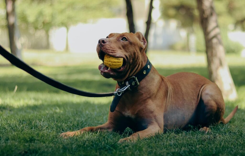 bulldog in a black leash