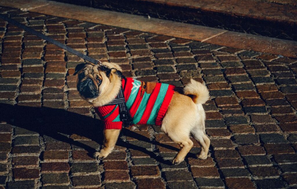 dog in a red and blue stripe jacket