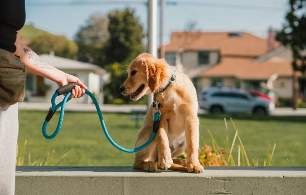 dog owner with dog in a blue leash