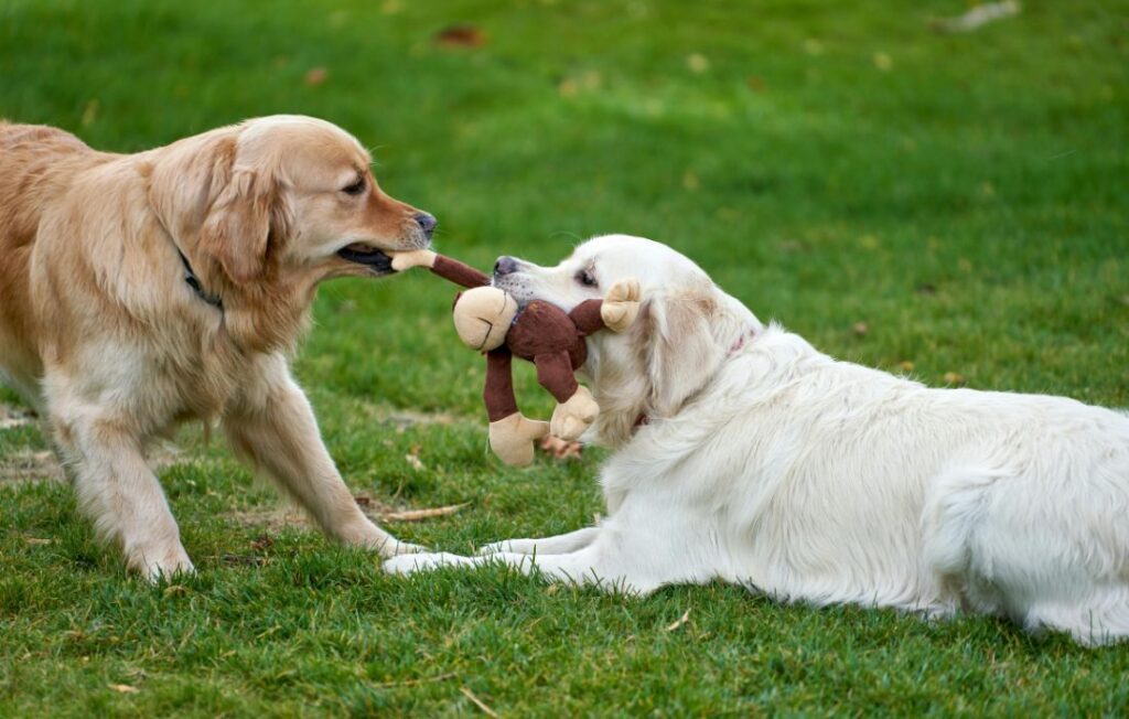dogs playing with plush toys