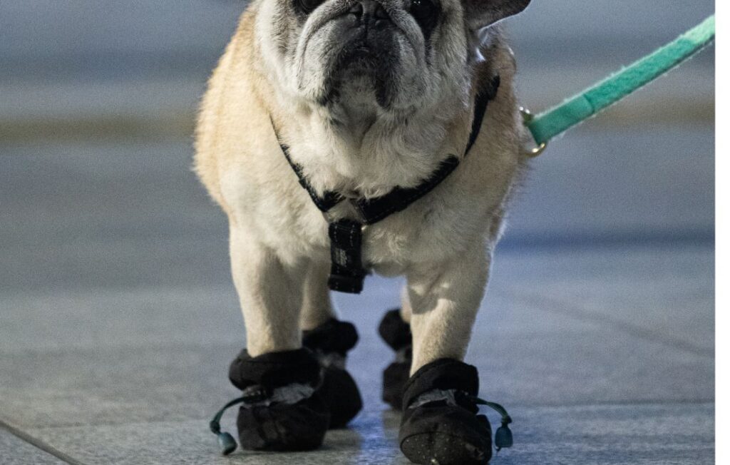 dog wearing booties