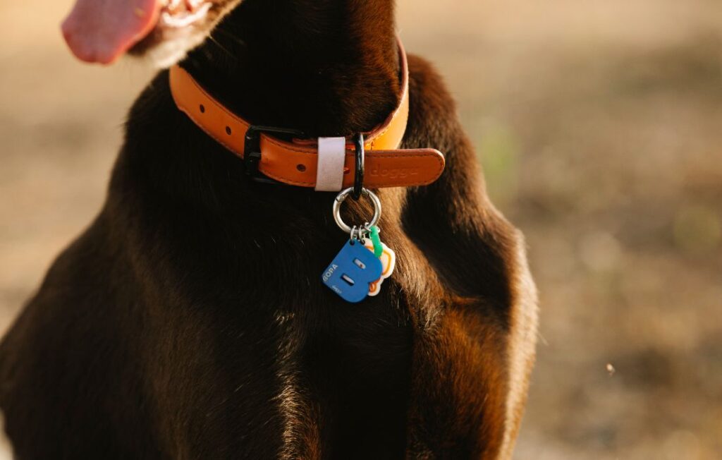 dog with a nice collar