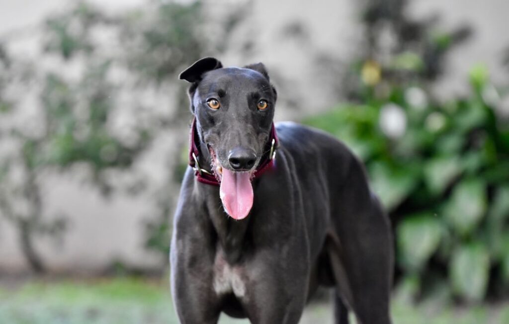 greyhound dog