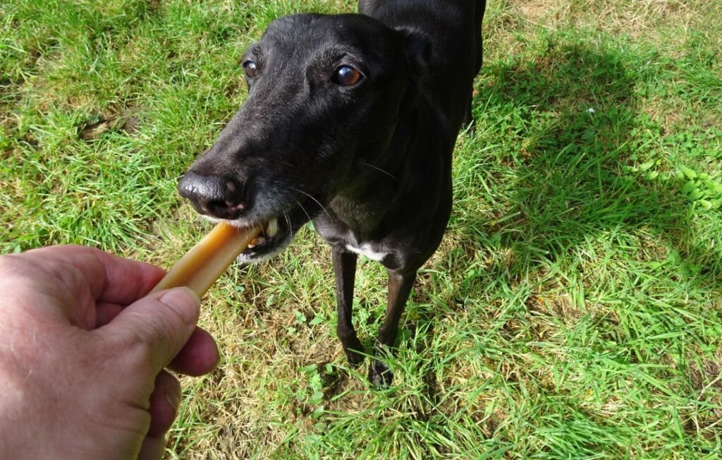 greyhound eating treats