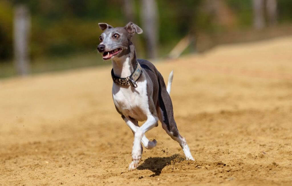 greyhound training