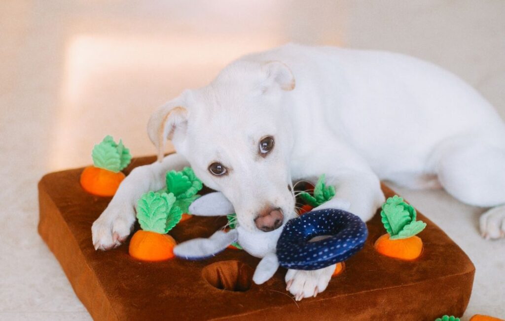 interactive dog toy