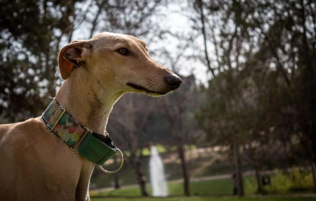 greyhound using martingale collar