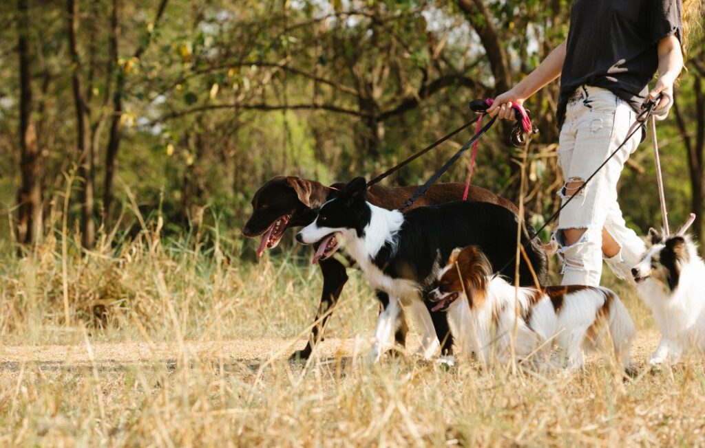 training packs of dogs