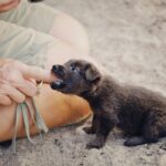 A Cute Dog Biting a Person's Finger