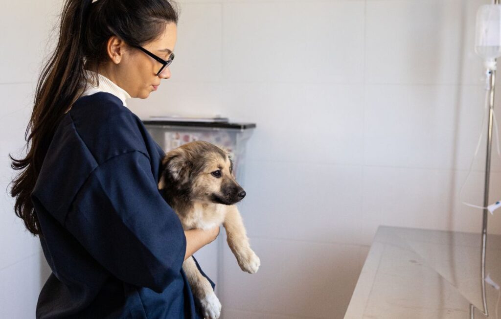 Animal Shelter Volunteer Taking Care of a Dog 