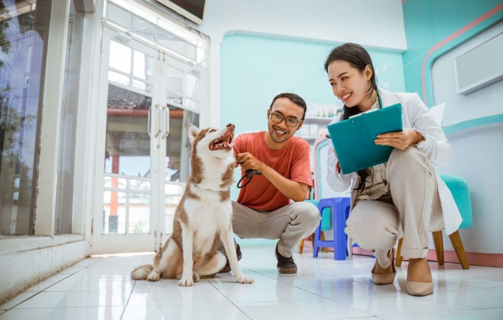 a female vet come near to siberian dog