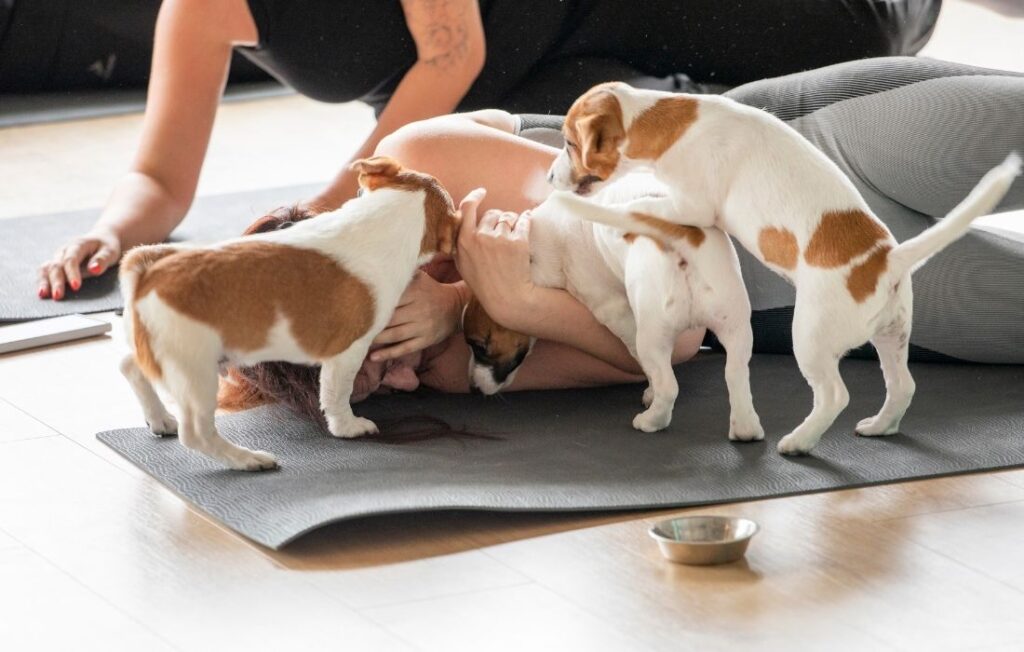 group of girls doing yoga with pedigree Jack Russell Terri