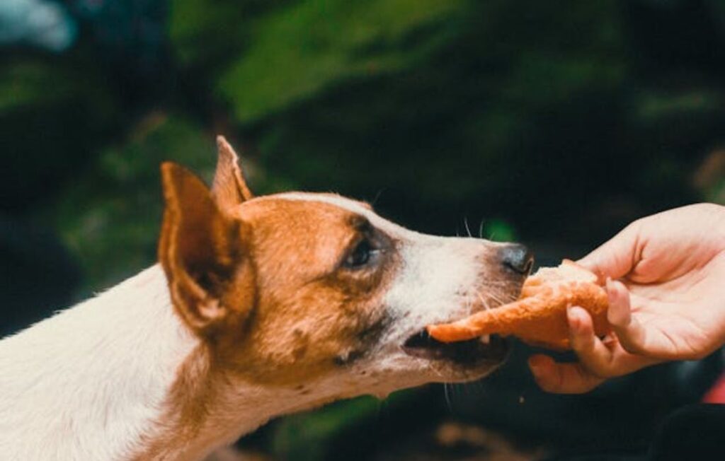 Jack russel eating pizza