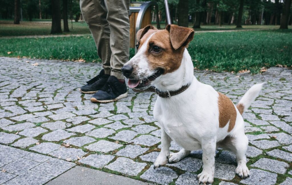 jack russel grooming