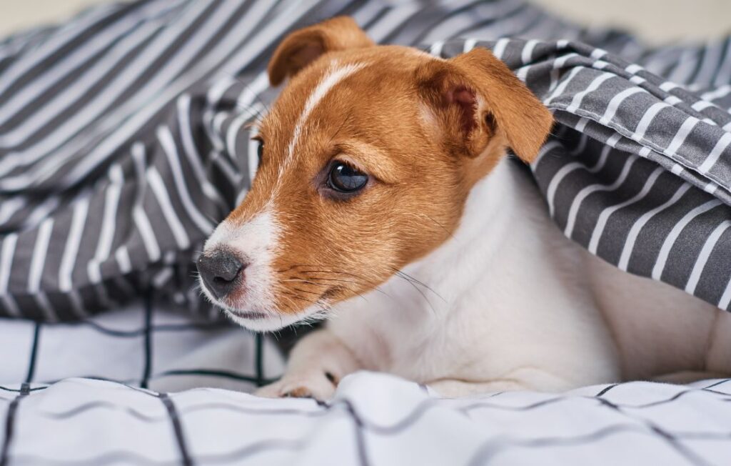 jack russel terrier breed