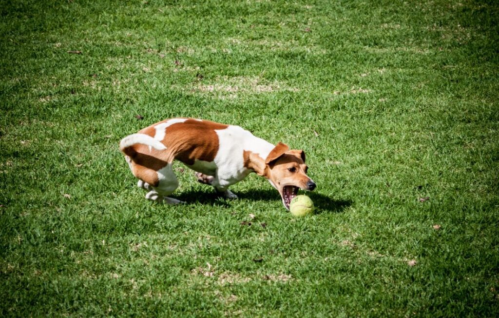 jack russel training