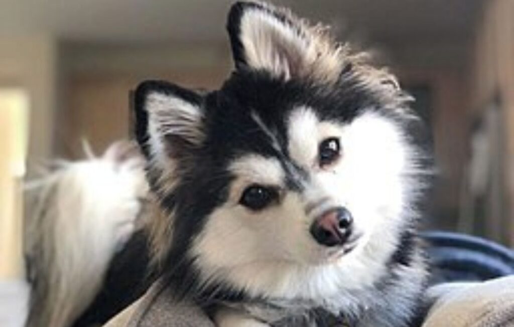 pomsky dog breed