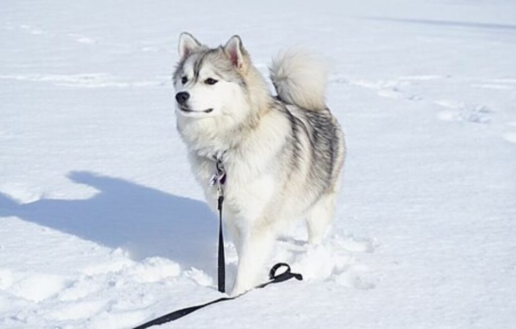 pomsky in the snow