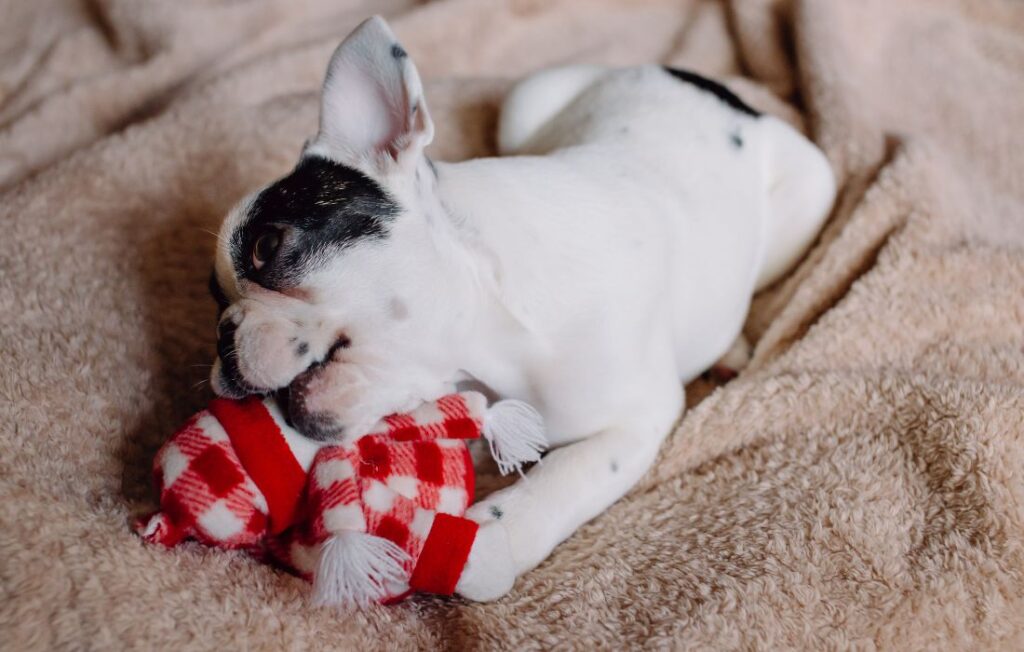 puppy biting soft toy