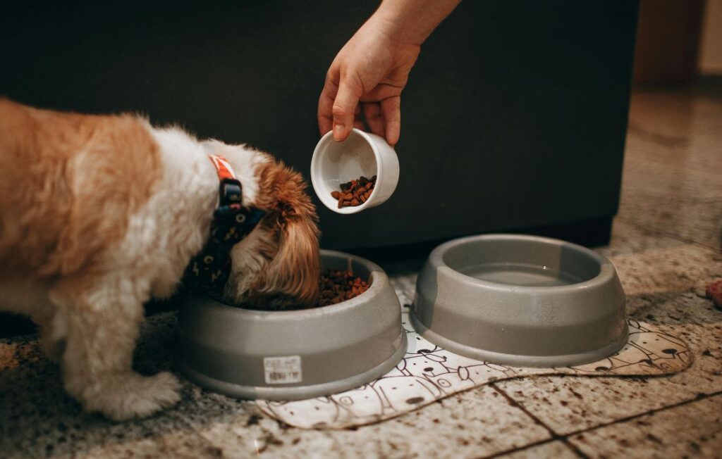 puppy eating food in grey bowl
