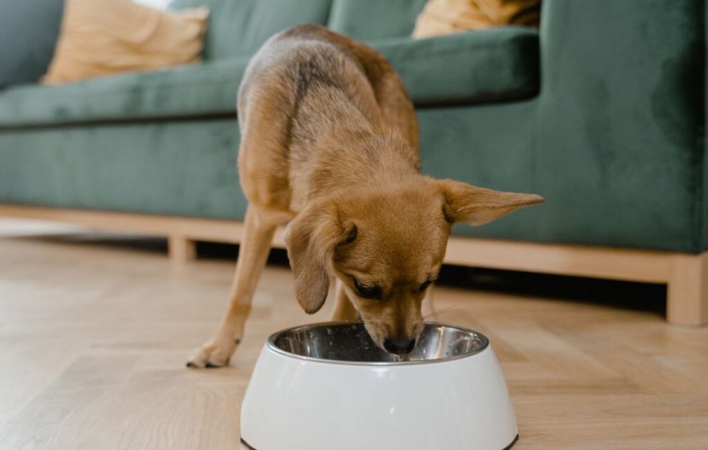puppy eating in white bowl