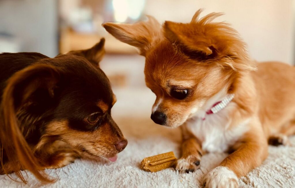 puppy eating treats