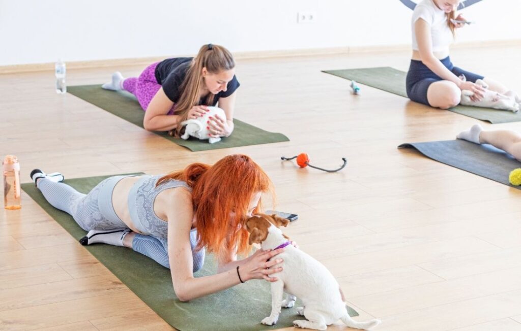 yoga class in the gym with Jack Russell Terrier puppies.