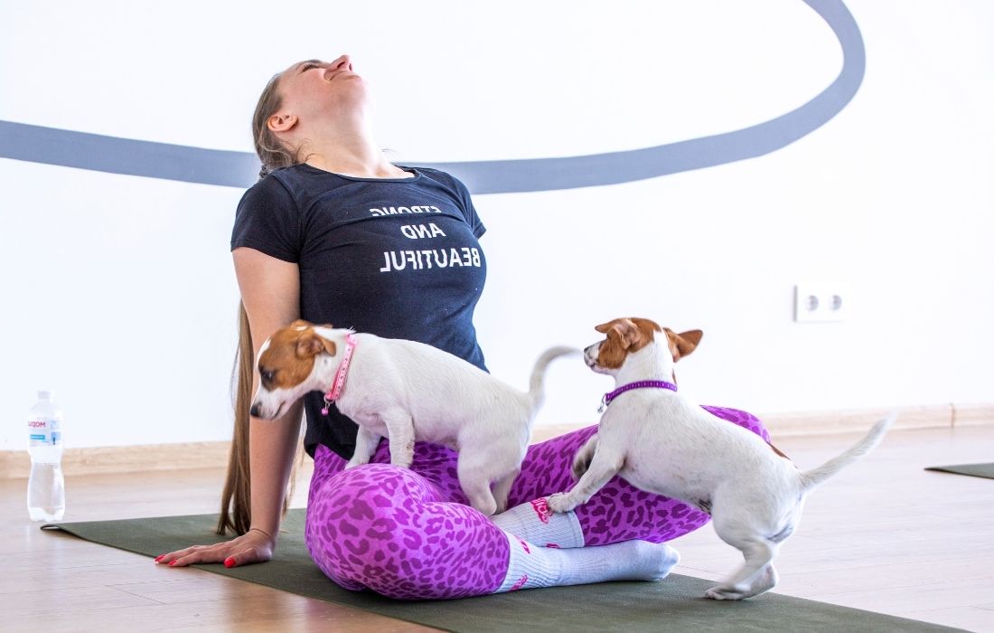 yoga with a little Jack Russell terrier